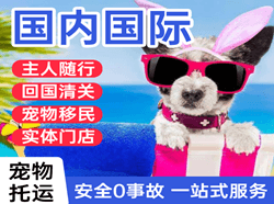 深圳空运国际宠物托运 【国